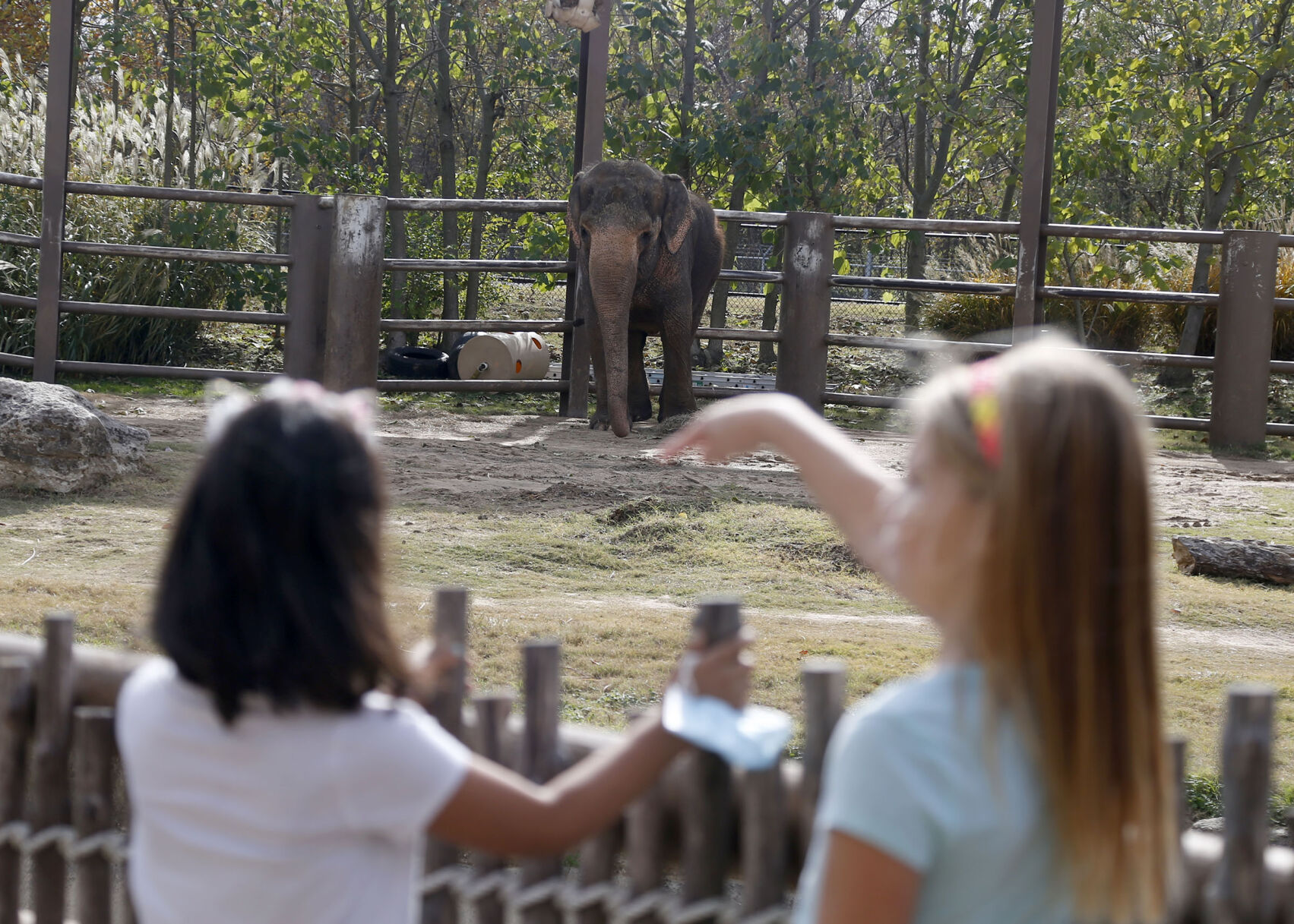New Zoo animals